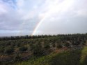 Regenbogen