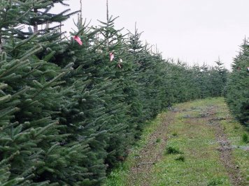 Unsere Weihnachtsbäume Unsere Weihnachtsbäume