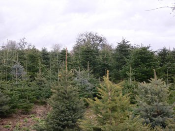 Unsere Weihnachtsbäume Unsere Weihnachtsbäume